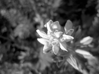 Kırsalda çiçek açan nektarlı vahşi bir çiçek. Tarlada açan yabani, parlak çiçeklerden oluşan doğa kırsalları. Kırsalda çiçek açan yabani bir çiçek.