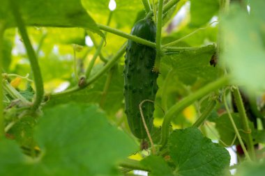 Canlı bir salatalık yapraklı yapraklarla çevrili bir bahçede yemyeşil bir sarmaşığa asılıyor. Bu sahne, yaz bahçıvanlığının özünü yansıtıyor.