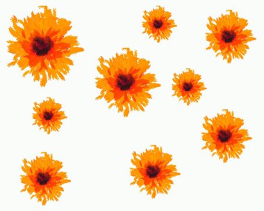 beyaz arkaplanda turuncu çiçekler