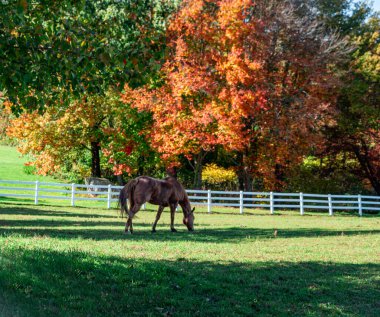 Gökyüzü ve bulutlu koni çiçeği