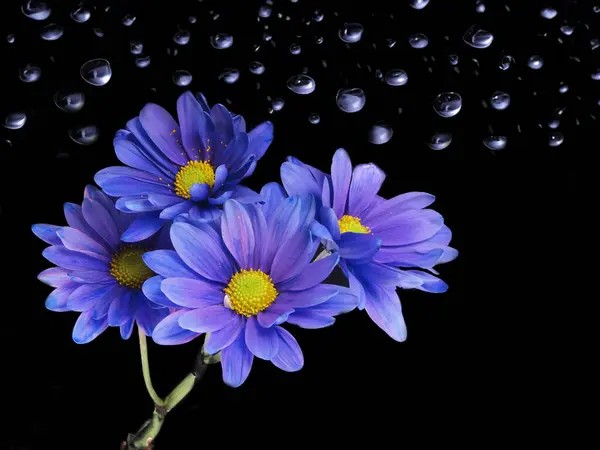 Nisan yağmurları ve Çiçekler    