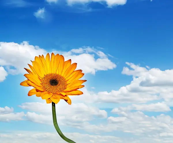 Gökyüzü ve bulutlu koni çiçeği