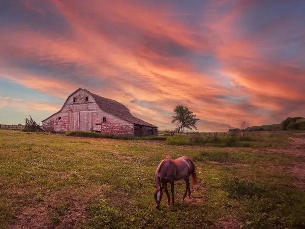 Gökyüzü ve bulutlu koni çiçeği