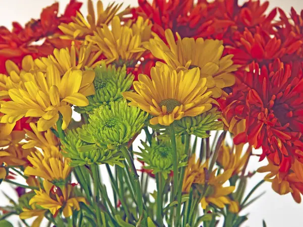 Gökyüzü ve bulutlu koni çiçeği