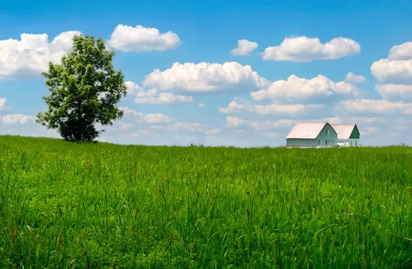 Gökyüzü ve bulutlu koni çiçeği