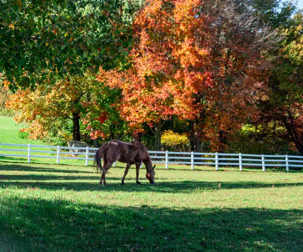 Gökyüzü ve bulutlu koni çiçeği