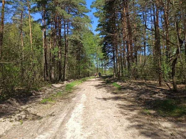 Ścieżka Wędruje Wiosną Lesie — Zdjęcie stockowe