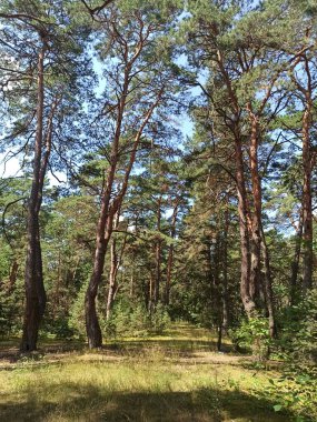 Çam ormanı, yazın çam ağaçları.