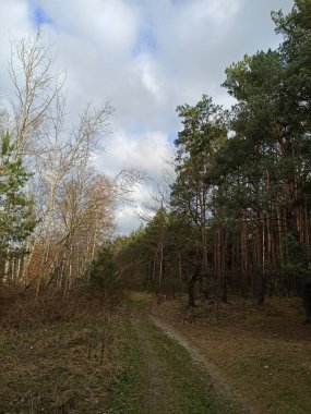 Ağaçlar ve yapraklarla dolu sonbahar manzarası