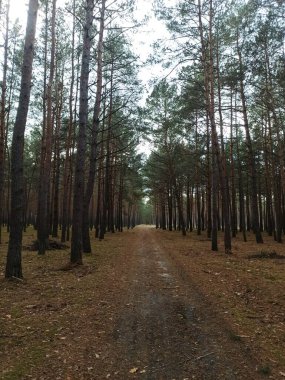 Ormandaki ağaçlarla dolu bir patikanın dikey görüntüsü.