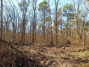 ormandaki ağaçlar kısmak