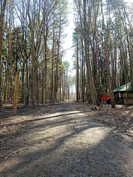 Ormandaki çiftliğe giden yol.