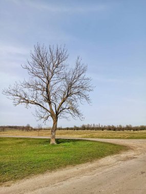 Kavşakta yapraksız bir ağaç.