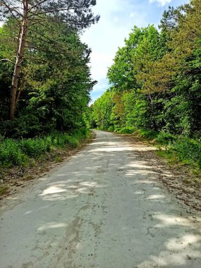 Köye giden toprak yol ormandan geçiyor.