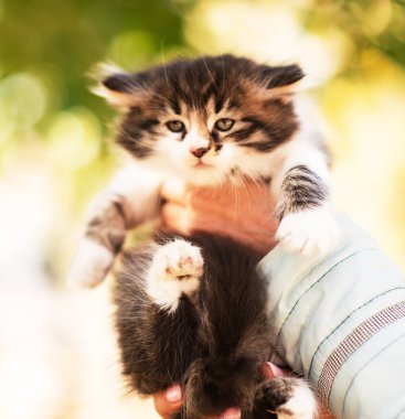 Sonbaharda sarı yaprakların arasında sevimli tüylü siyah beyaz kedi yavrusu. Masaüstü ya da akıllı telefon ekranı için ekran koruyucu olarak komik kedi. Duvar kağıdı ya da tebrik kartı