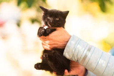 Sonbaharda sarı yaprakların arasında sevimli tüylü siyah beyaz kedi yavrusu. Masaüstü ya da akıllı telefon ekranı için ekran koruyucu olarak komik kedi. Duvar kağıdı ya da tebrik kartı
