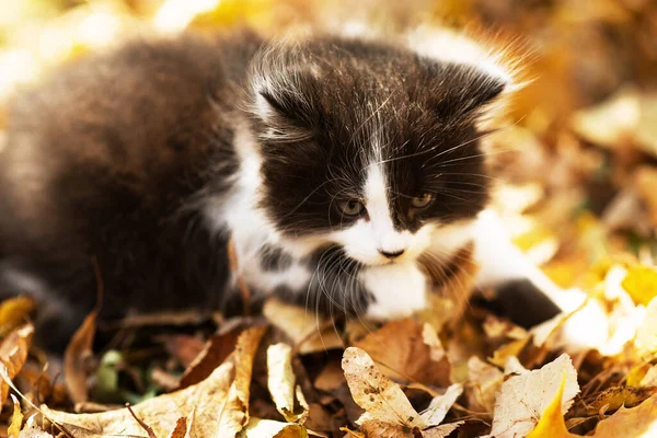 Schattig Pluizig Katje Tussen Gele Bladeren Herfst Grappige Kat Als — Stockfoto