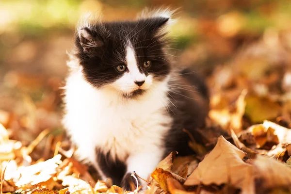秋天的黄叶中 可爱的毛绒绒黑白相间的小猫 有趣的猫作为桌面或智能手机屏幕的屏幕保护程序 壁纸或贺卡 — 图库照片