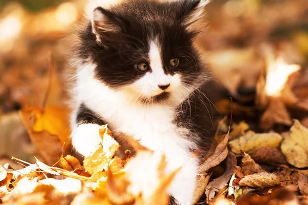 秋には黄色の葉の間にかわいいふわふわの黒と白の子猫 デスクトップやスマートフォンの画面のスクリーンセーバーとして面白い猫 グリーティングカード — ストック写真