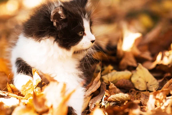 Симпатичный Пушистый Черно Белый Котенок Среди Желтых Листьев Осенью Забавная — стоковое фото