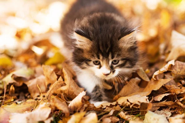 Cute Fluffy Black White Kitten Yellow Leaves Autumn Funny Cat — Stock Photo, Image
