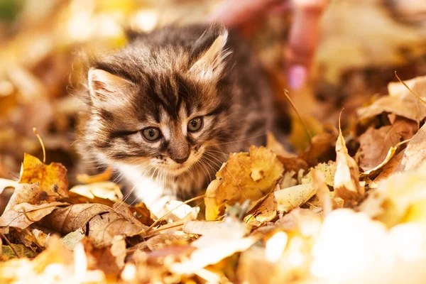 Niedliche Flauschige Schwarz Weiße Kätzchen Zwischen Gelben Blättern Herbst Lustige — Stockfoto