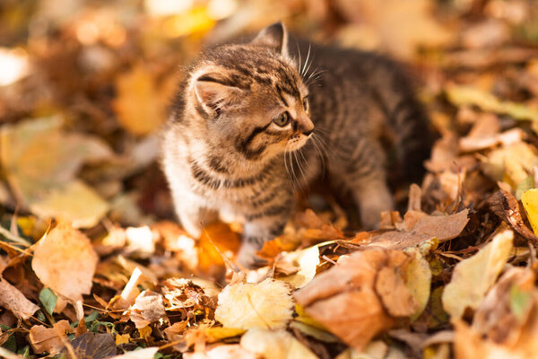 Cute fluffy black and white kitten among yellow leaves in autumn. Funny cat as a screensaver for desktop or smartphone screen. Wallpaper or greeting card