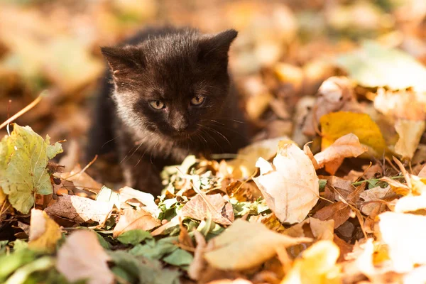 Cute Fluffy Black White Kitten Yellow Leaves Autumn Funny Cat — Stock Photo, Image