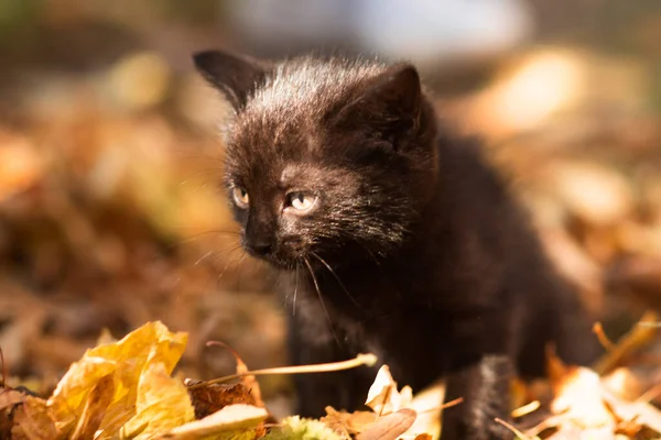 Schattig Pluizig Zwart Wit Kitten Tussen Gele Bladeren Herfst Grappige — Stockfoto