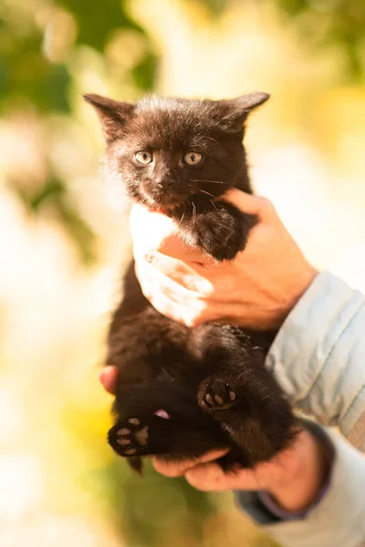Lindo Gatito Mullido Blanco Negro Entre Hojas Amarillas Otoño Gato —  Fotos de Stock
