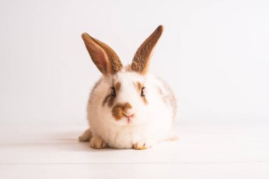 Açık ahşap masada beyaz ve kahverengi renkli sevimli bebek tavşan. Dekoratif tavşan, üremek için tavşanlar. Tavşan üreme devi. Mesaj için yer. Paskalya tavşanı. Sevimli hayvanlar