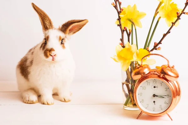 cute funny baby rabbit of white and brown color on light wooden surface and gold alarm and yellow flowers. Gift card concept. Rabbit breed giant. Place for text. Easter rabbit. Lovely pets