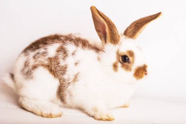Açık ahşap masada beyaz ve kahverengi renkli sevimli bebek tavşan. Dekoratif tavşan, üremek için tavşanlar. Tavşan üreme devi. Mesaj için yer. Paskalya tavşanı. Sevimli hayvanlar