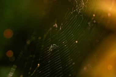 Örümcek ağında oturan bir Avrupa bahçe örümceğinin (çapraz örümcek, Araneus diadematus) makrosunu kapatın. Doğal ışıklandırma, güneş ışığı.