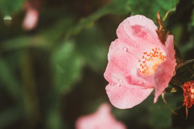 Rosehip çiçeği yakın plan. Gül çiçeğinin pembe taç yaprakları. Yumuşak, çiçek yapraklarının dokusu yağmur damlaları ya da çiğ taneleri, Viva Magenta rengi. makro, moda renkler