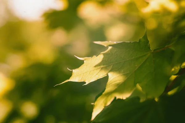 stock image Green maple leaf lit by the bright rays of the sun. Joyful summer mood. warm atmosphere. Close-up. Tree leaves