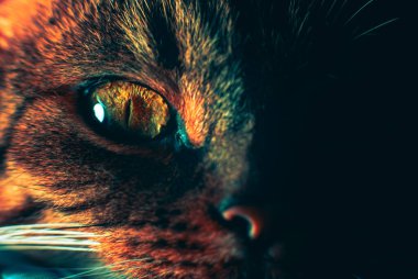 Bir kedinin gözünün yakın çekimi. Göz ayrıntıları, büyük göz bebeği. Moda, yaratıcı renkler. Masaüstü duvar kağıdı, afiş, arkaplan. Kedi gözü. Gizemli ve mistik bir bakış.