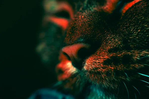 Close-up of a cat's nose. detailed, macro. Fashionable, creative colors. Desktop wallpaper, banner, background Cat nose. Mysterious and mystical look