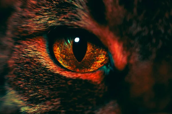 Close Cat Eye Eye Details Large Pupil Trendy Creative Colors — Stock Photo, Image
