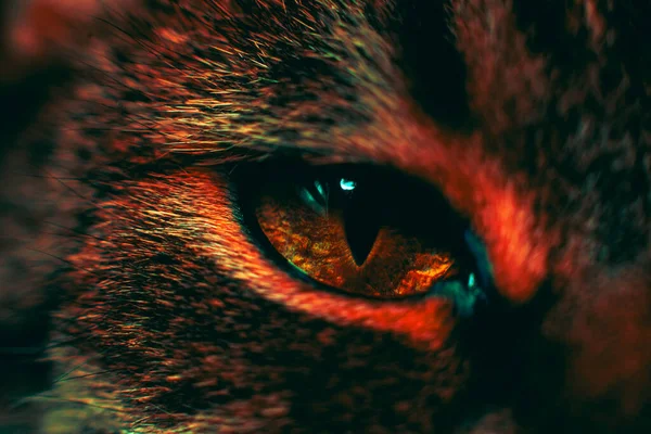 Close-up of a cat's eye. Eye details, large pupil. Trendy, creative colors. Desktop wallpaper, banner, background. Cat eye. Mysterious and mystical look
