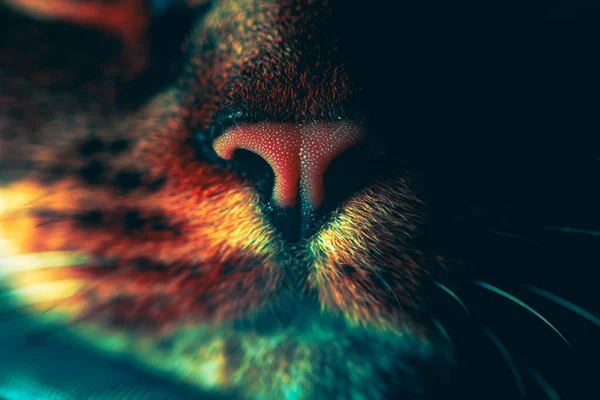 Close-up of a cat\'s nose. detailed, macro. Fashionable, creative colors. Desktop wallpaper, banner, background Cat nose. Mysterious and mystical look