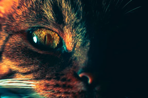 Close-up of a cat\'s eye. Eye details, large pupil. Trendy, creative colors. Desktop wallpaper, banner, background. Cat eye. Mysterious and mystical look