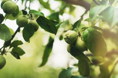 Meyve bahçesinde yeşil elmalı bir dal. Güneşli bir günde elmalı bir yaz bahçesi. Mesaj için yer. Rtx