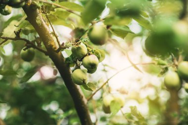 Meyve bahçesinde yeşil elmalı bir dal. Güneşli bir günde elmalı bir yaz bahçesi. Mesaj için yer. Rtx