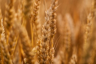 Tarlada altın buğday kulakları var. Gün batımında buğday tarlası. Olgun buğday. Pankart, masaüstü duvar kağıdı. Kırsal kesimde güneş ışığı altında. Olgunlaşan manzara kulaklarının yaz arkaplanı.