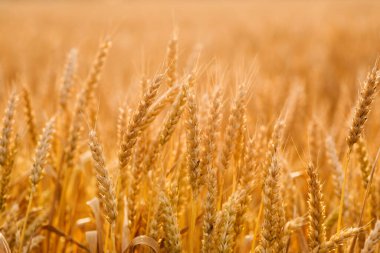 Tarlada altın buğday kulakları var. Gün batımında buğday tarlası. Olgun buğday. Pankart, masaüstü duvar kağıdı. Kırsal kesimde güneş ışığı altında. Olgunlaşan manzara kulaklarının yaz arkaplanı.