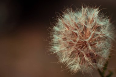 Beyaz pofuduk karahindiba çiçeğinin makro görüntüsü. Gün batımında tüylü bir karahindiba çiçeğinin içinde inanılmaz bir arka plan..
