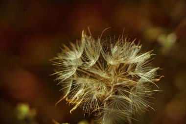 Beyaz pofuduk karahindiba çiçeğinin makro görüntüsü. Gün batımında tüylü bir karahindiba çiçeğinin içinde inanılmaz bir arka plan..