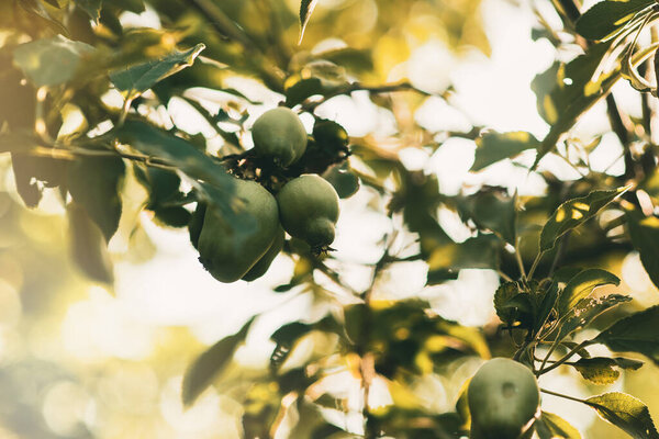 Ветка с зелеными яблоками в саду. Летний сад с яблоками в солнечный день. Место для смс. Rtx