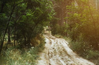 Ağaçların dallarını yaran güneş ışınlarının altındaki çam ağaçlarının arasında çam ormanlarında yürüyüş patikası. peyzaj arka planı